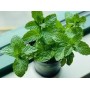 ACEITE CORPORAL EUDERMAL DE MENTA 200