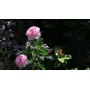 AMBIENTADOR MIKADO PRADY ROSAS HOGAR