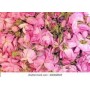 AMBIENTADOR MIKADO PRADA DE KELAAT ROSE