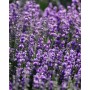 HOME SPLASH AMBIENTADOR DE LAVANDA